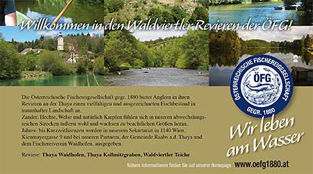 Fischen in der wunderschönen Landschaft des Thayatals.